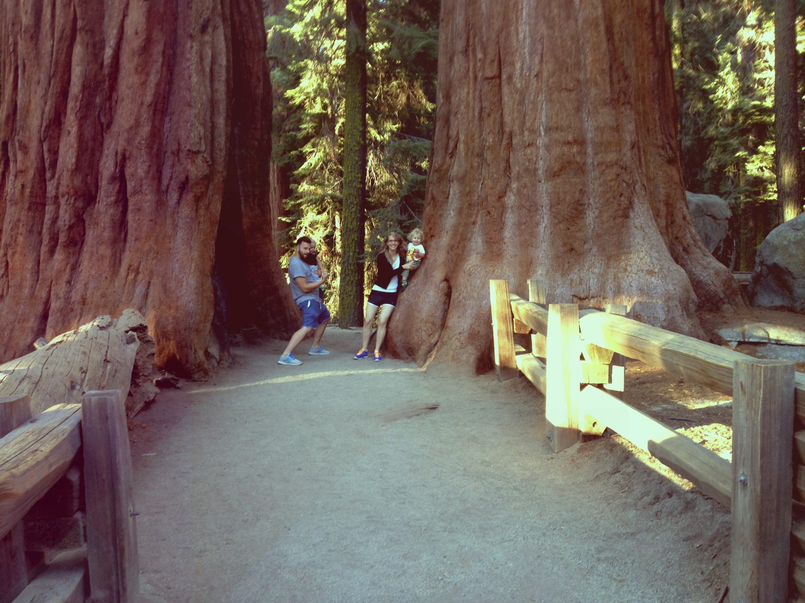 sequoias2